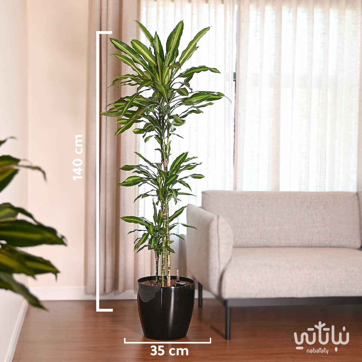 دراسينا سينتو 130سم في حوض ري ذاتي اسود 2