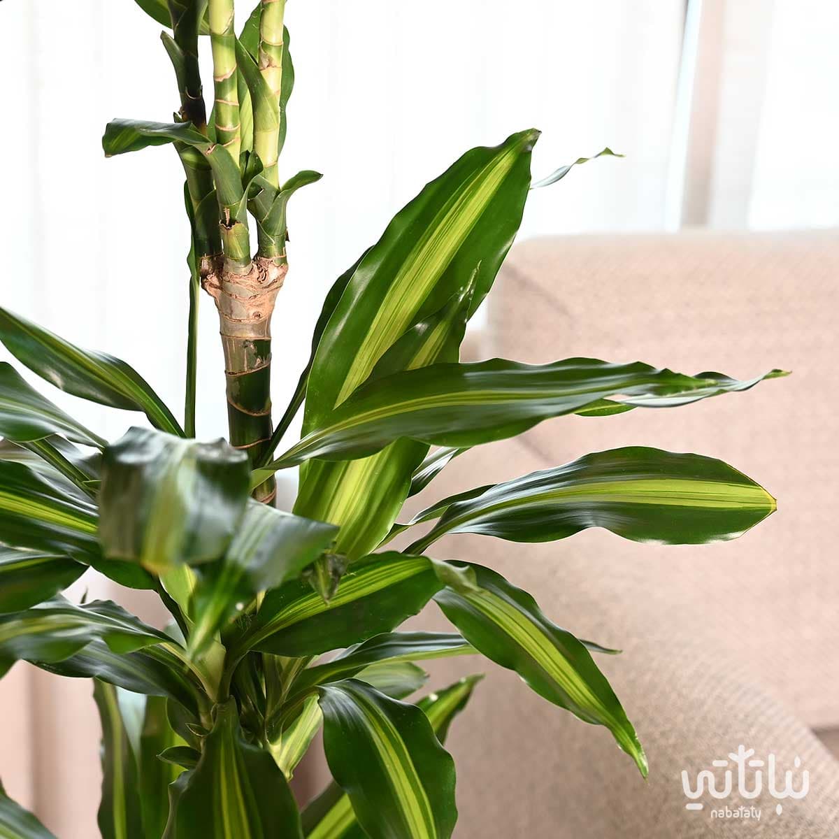 دراسينا سينتو 130سم في حوض ري ذاتي اسود 4