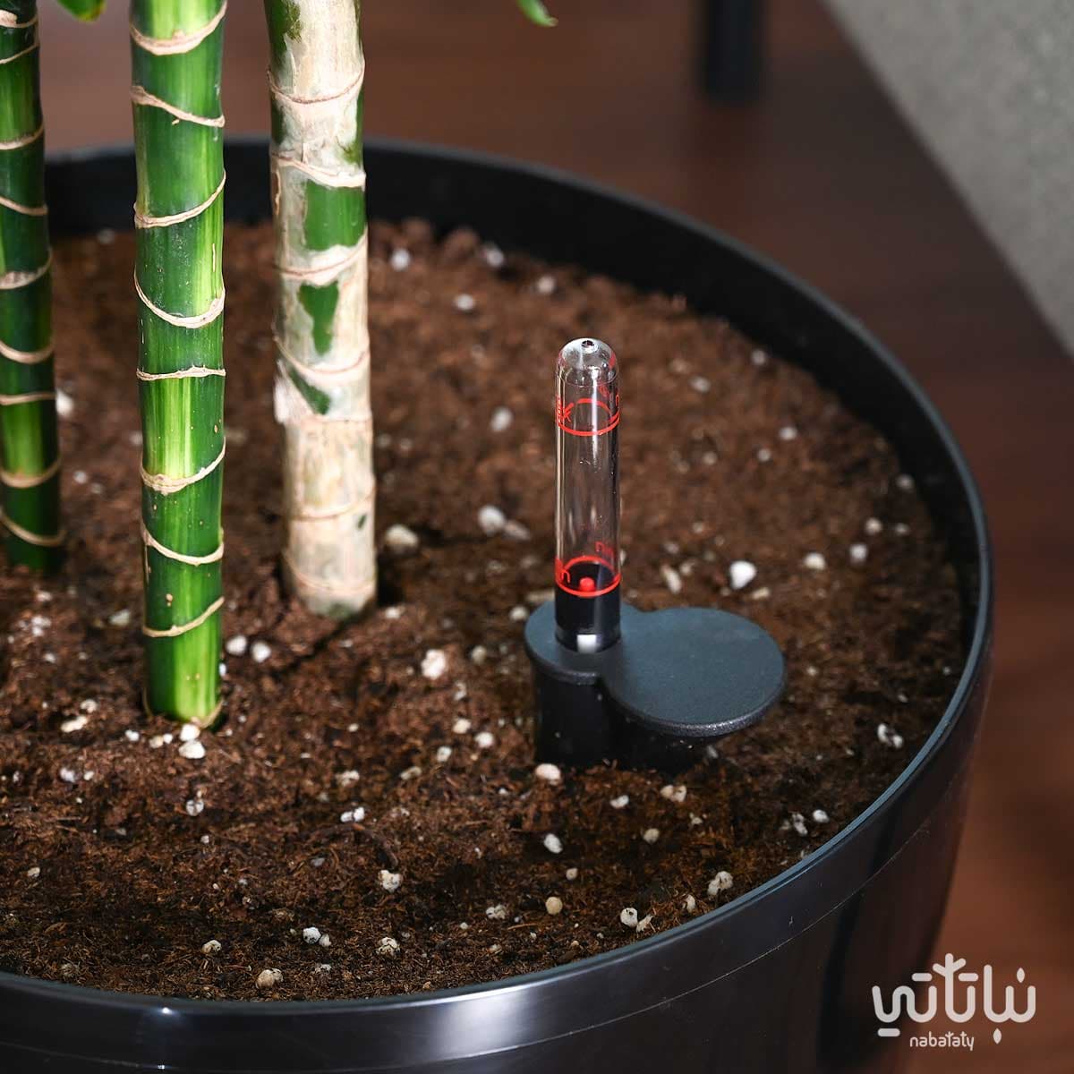 دراسينا سينتو 130سم في حوض ري ذاتي اسود 3