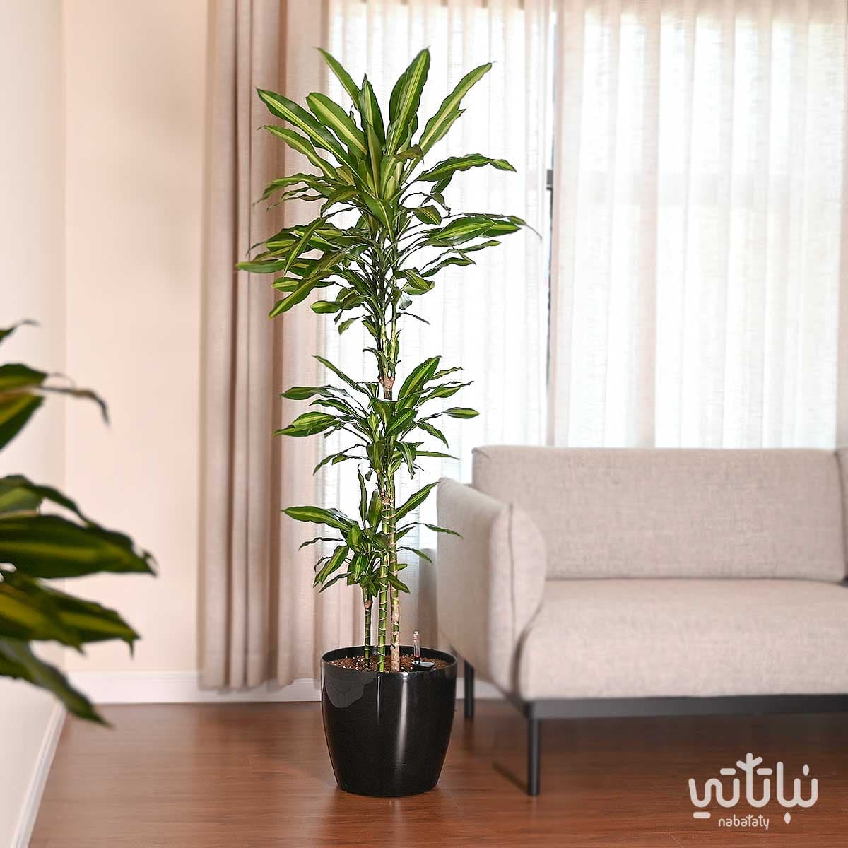 دراسينا سينتو 130سم في حوض ري ذاتي اسود 1