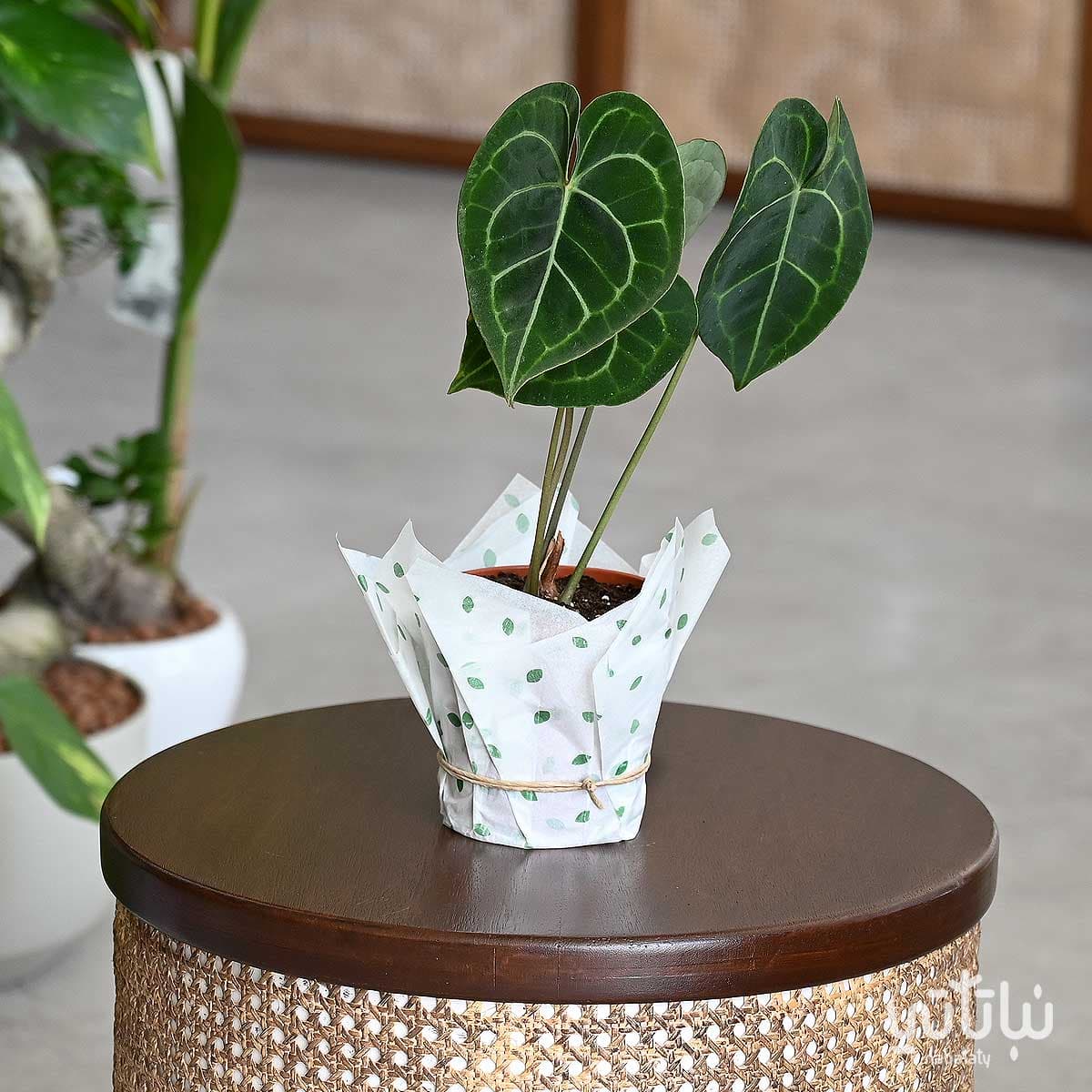 انثوريوم كليرينفيوم 1