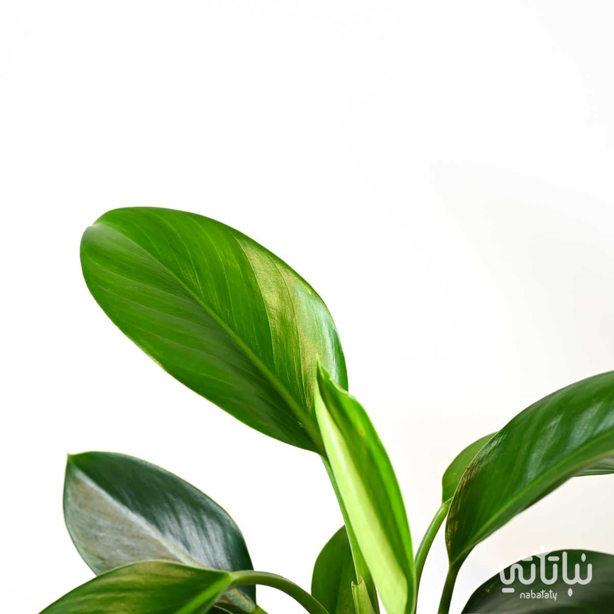 نبتة فيلوديندرون الاميرة الخضراء 2