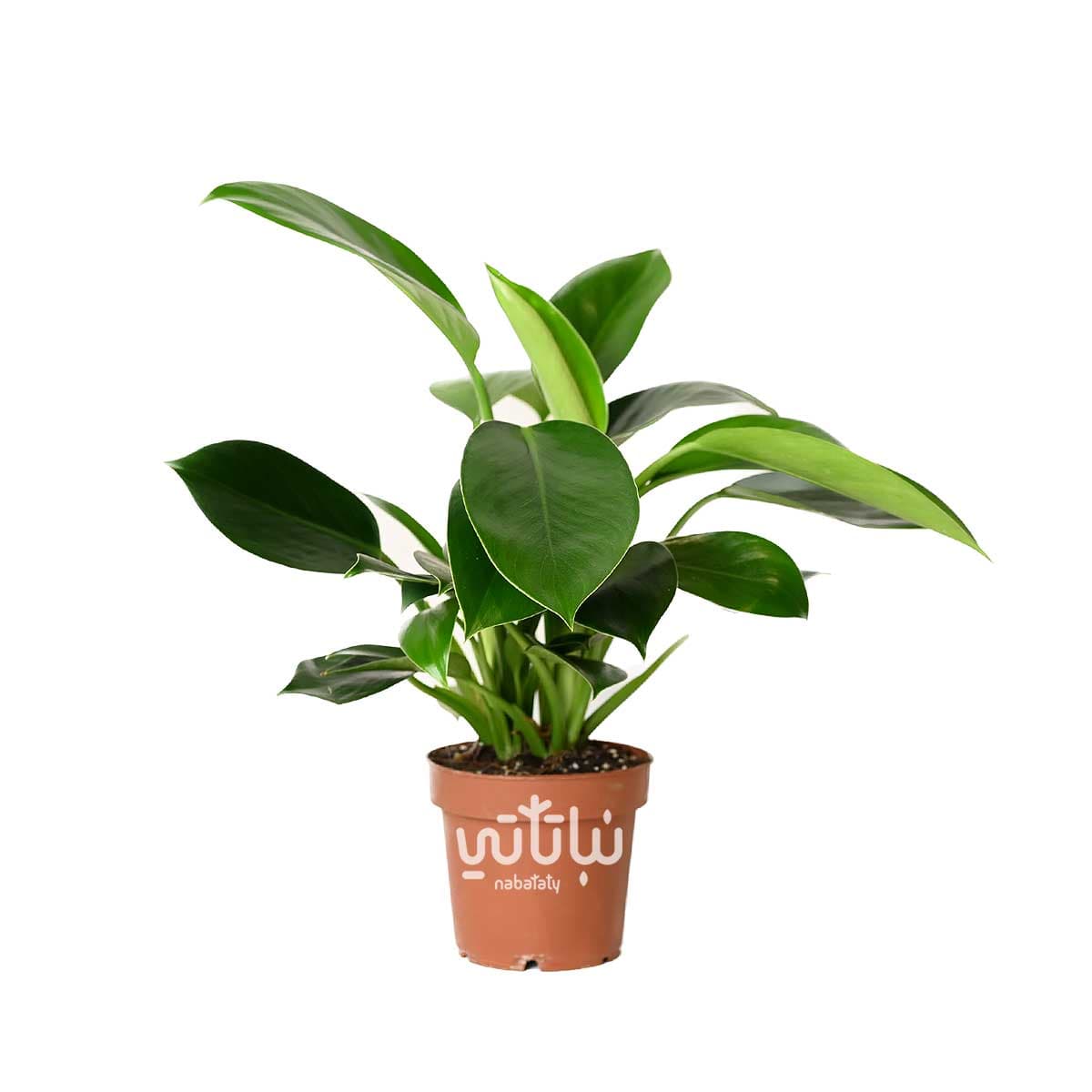 نبتة فيلوديندرون الاميرة الخضراء 1