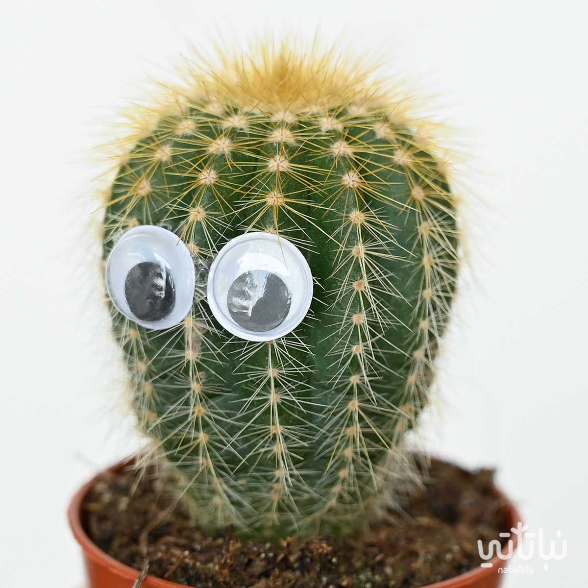 صبار صغير مزين بعيون 2