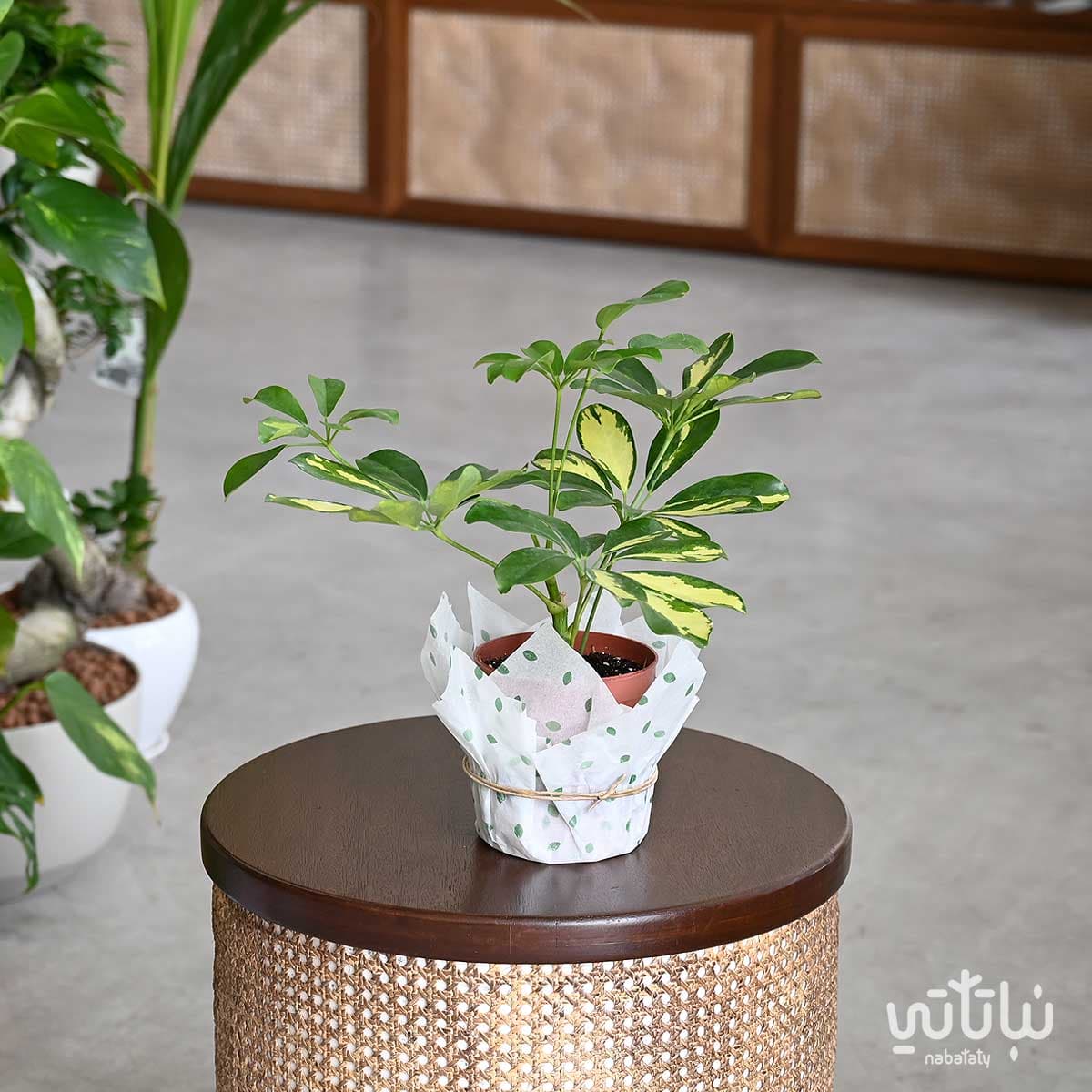 نبتة شفليرا مبرقشة صغيرة 1