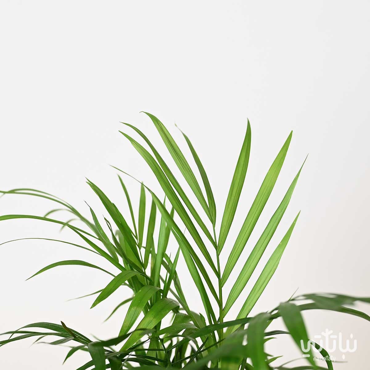 نبتة تشامادوريا ميني 2