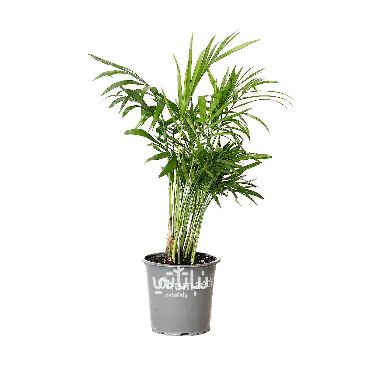 نبتة تشامادوريا ميني