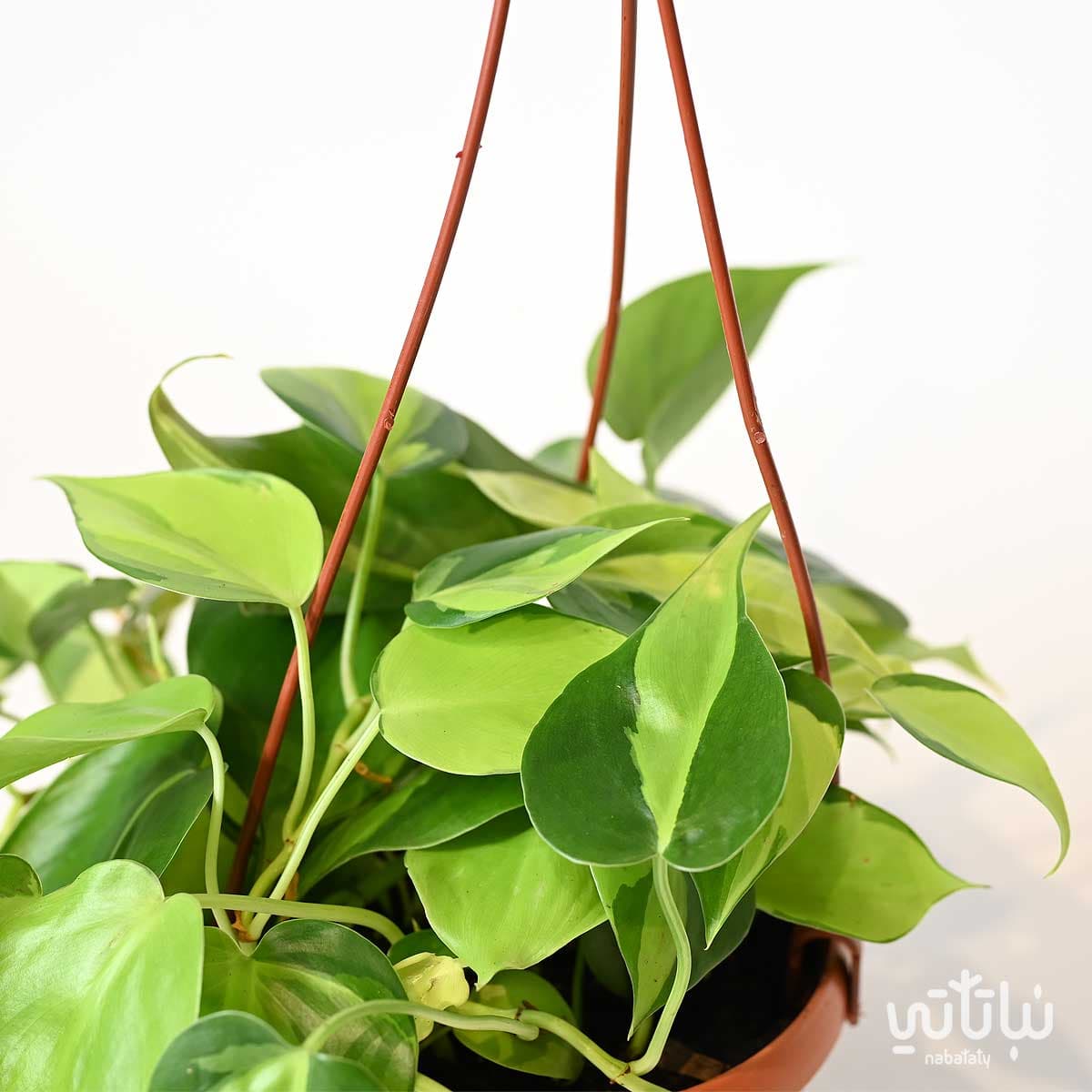 نبتة كرمة المحبوب برازيل في حوض معلق 2