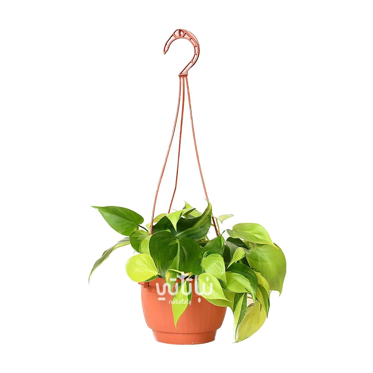 نبتة كرمة المحبوب برازيل في حوض معلق 1