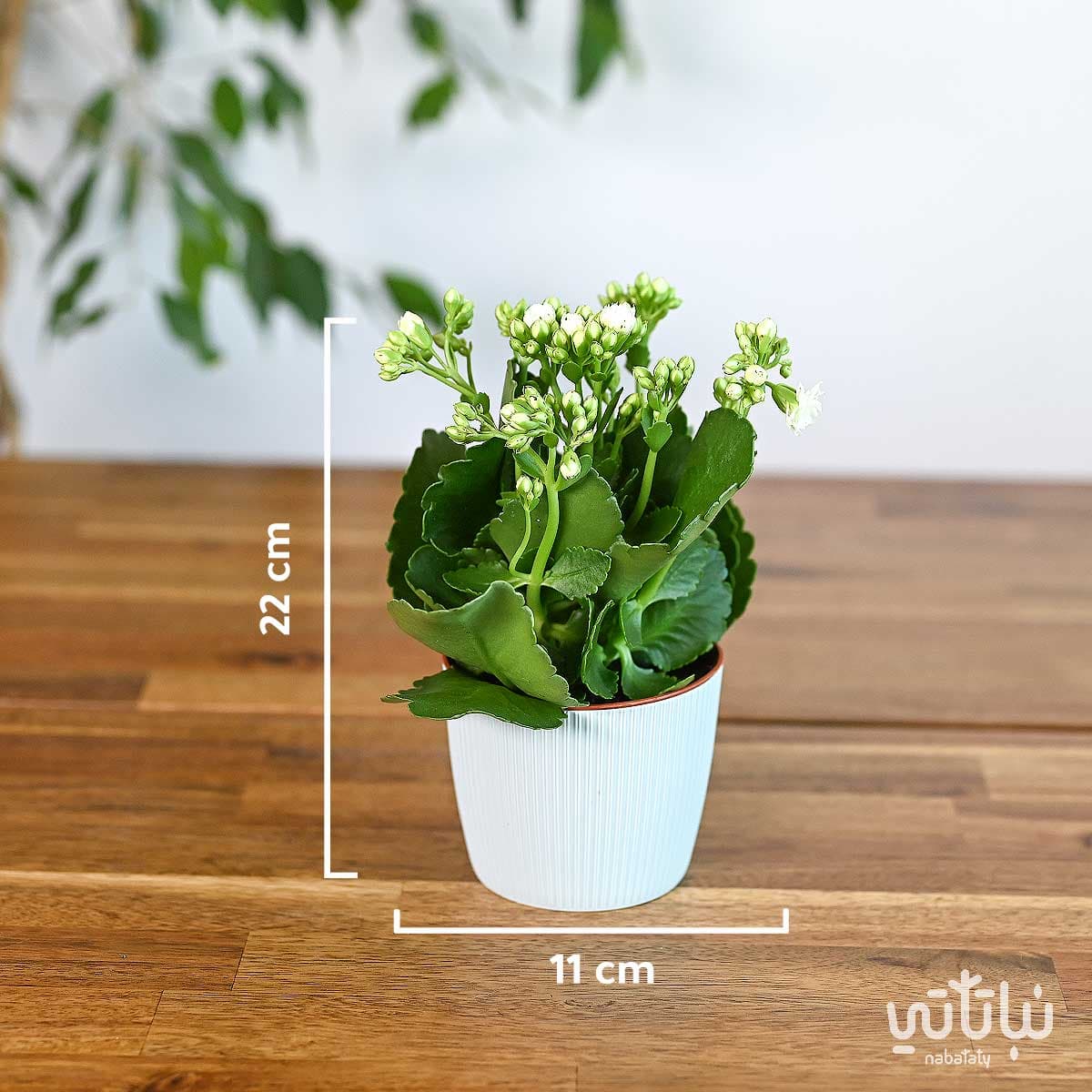 نبتة كلانشو ابيض في اصيص بلاستيك سماوي 2