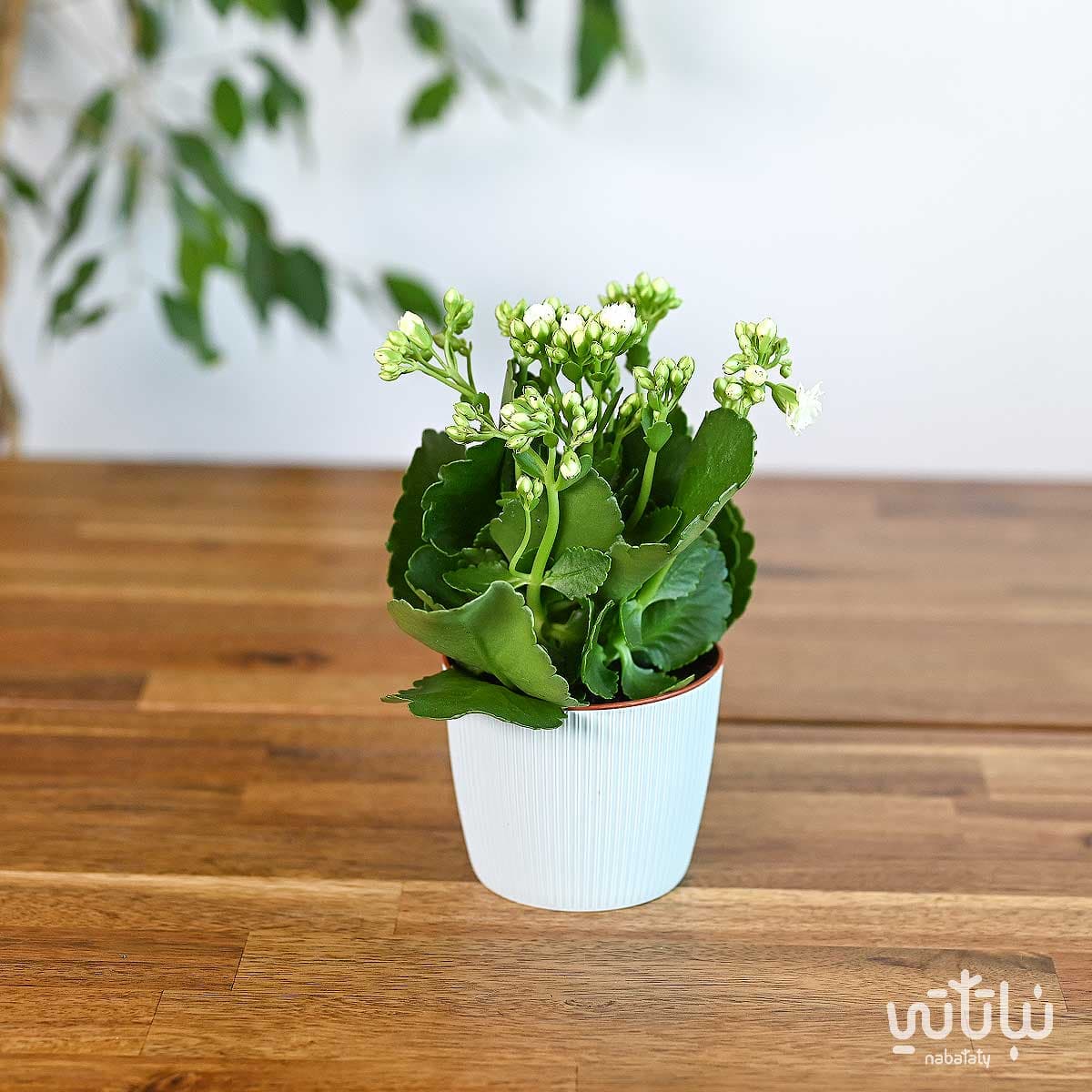 نبتة كلانشو ابيض في اصيص بلاستيك سماوي 1