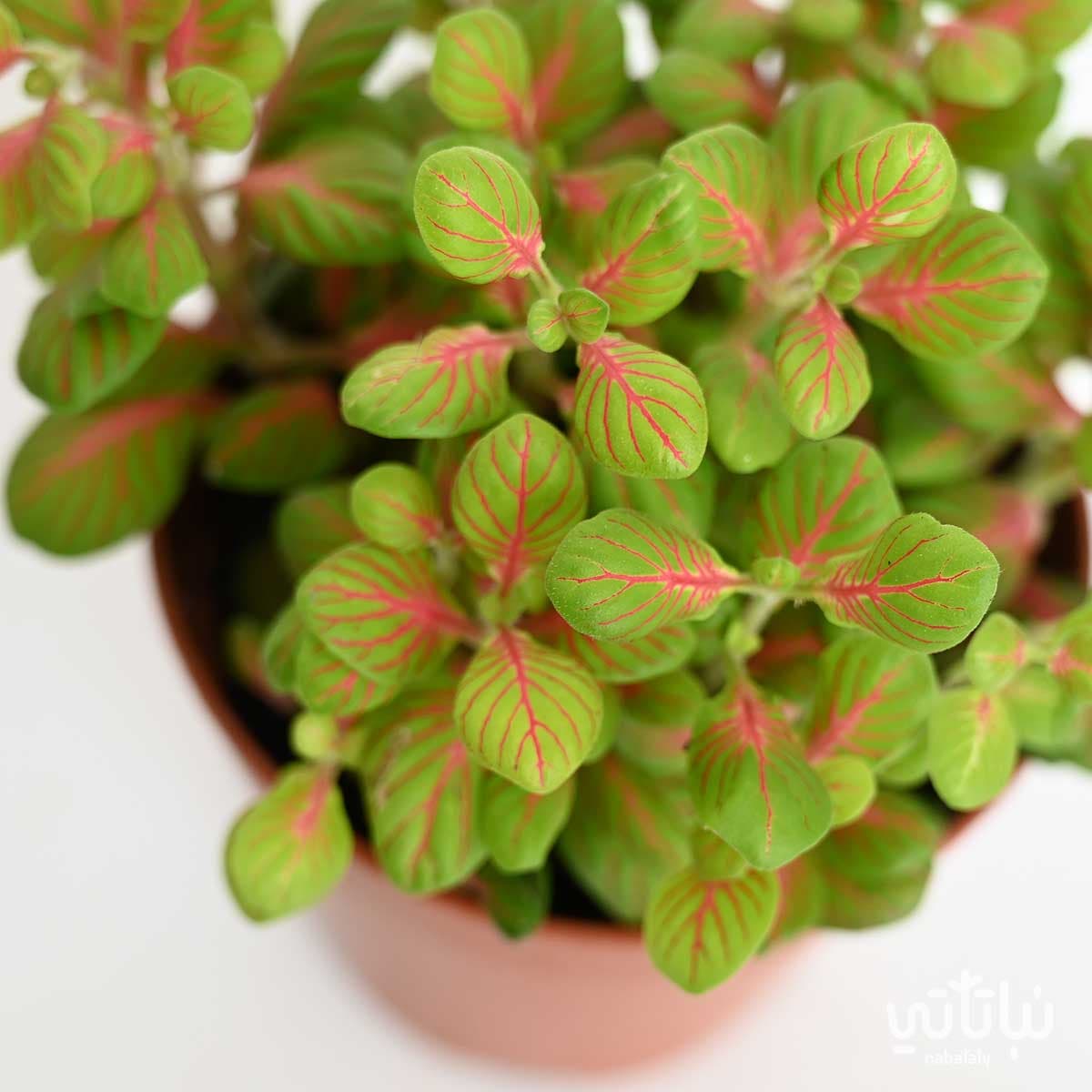 نبتة فيتونيا ملونة 3