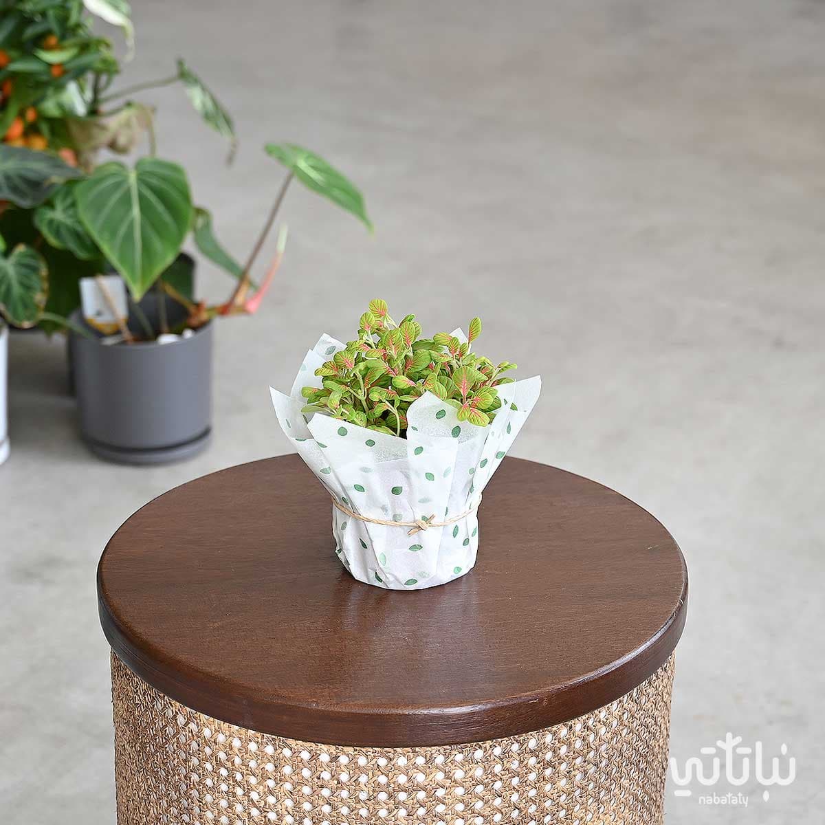 نبتة فيتونيا ملونة 1