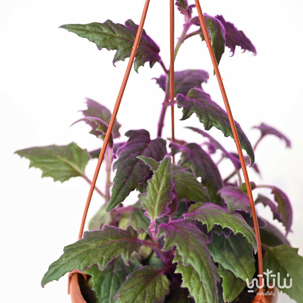 نبتة جينورا المخمل الارجواني في حوض معلق 2