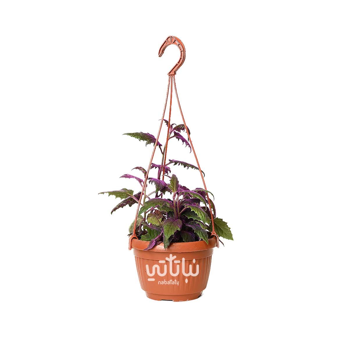 نبتة جينورا المخمل الارجواني في حوض معلق 1