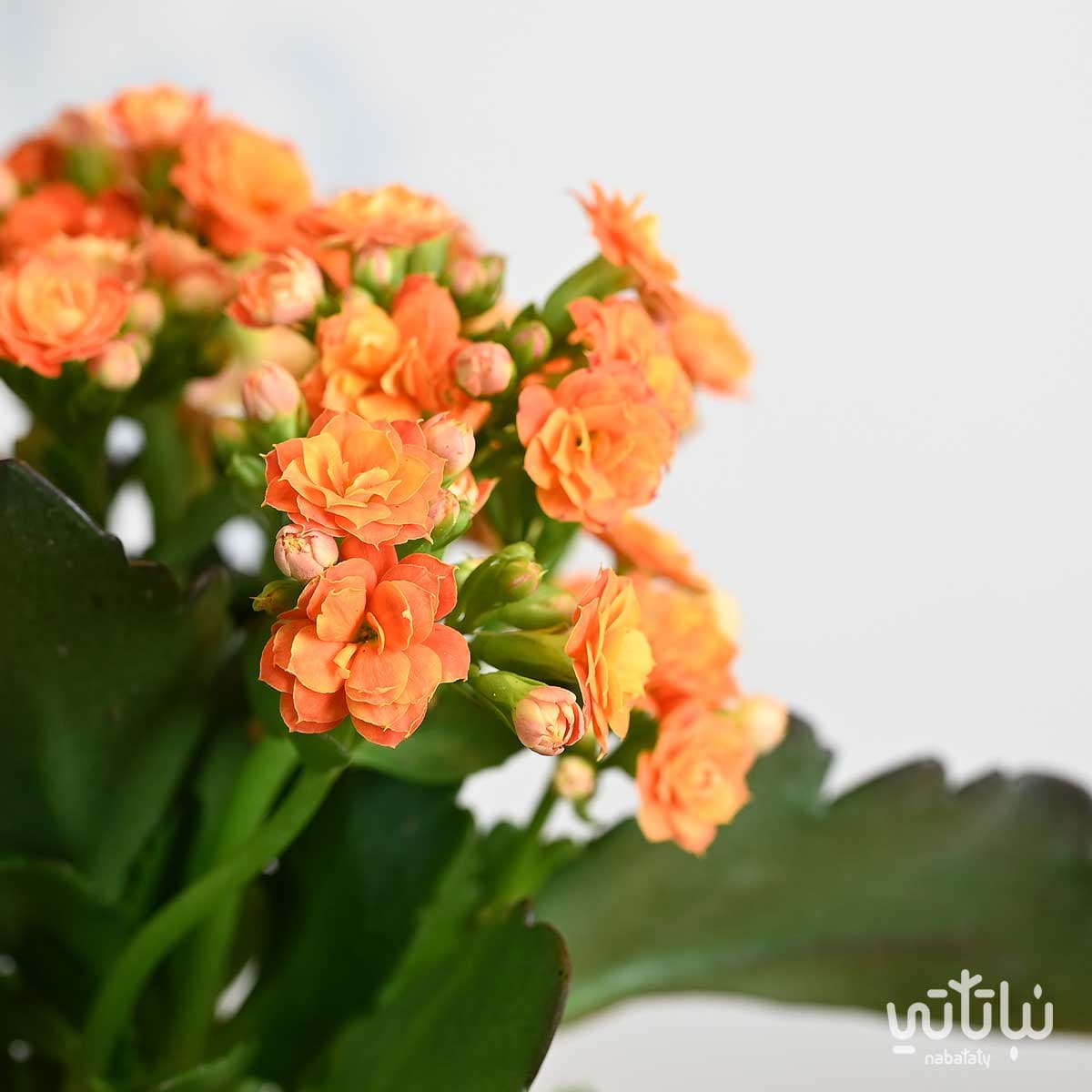 نبتة كلانشو برتقالي في اصيص بلاستيك سماوي 3