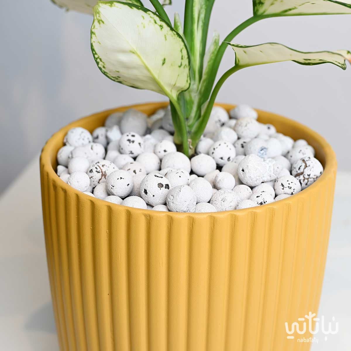 حجر الطين ليكا ابيض 5 لتر 2