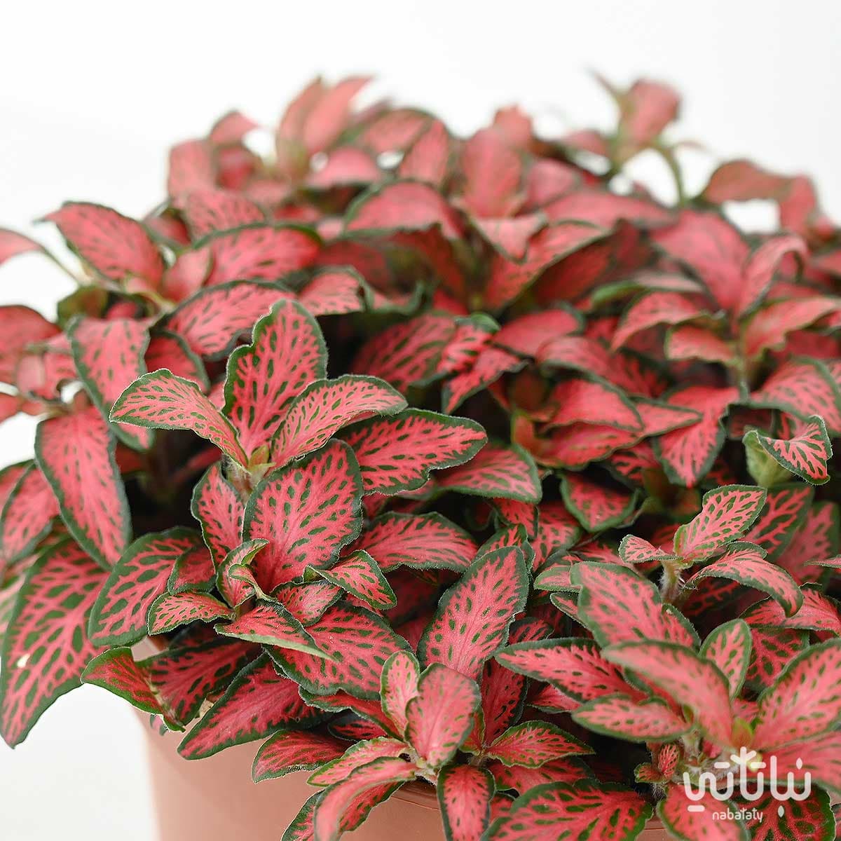 نبتة فيتونيا حمراء صغيرة الاوراق 2