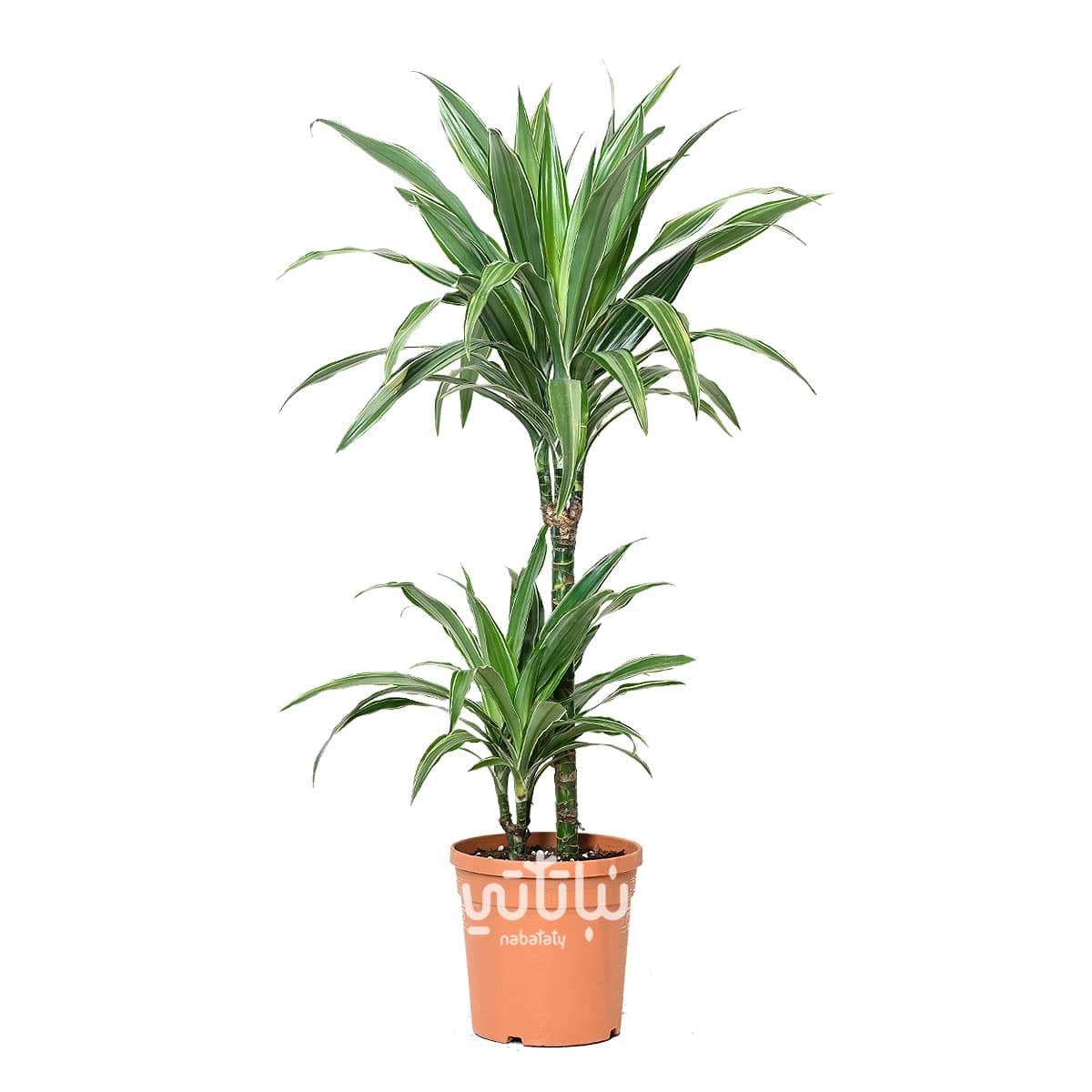 Dracaena Warnicki Stems 70 cm