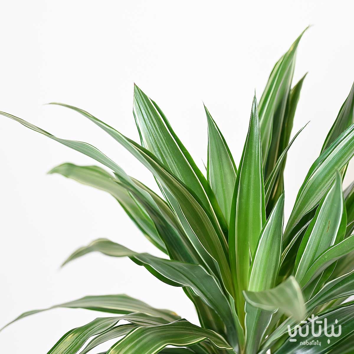 نبتة دراسينا وارنيكي ساقين 70 سم 2