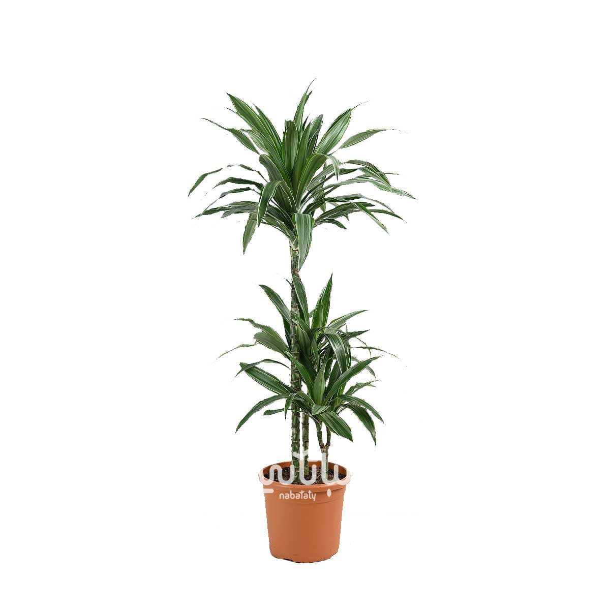 نبتة دراسينا وارنيكي 3 سيقان 100 سم