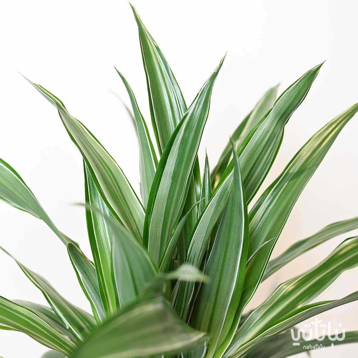 نبتة دراسينا وارنيكي 3 سيقان 100 سم 2