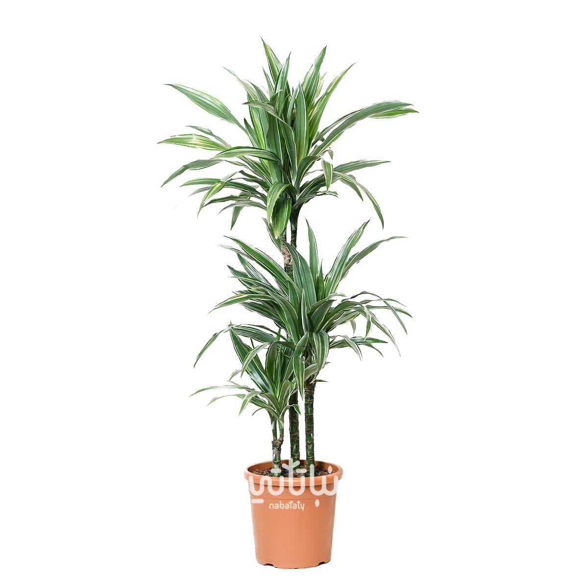نبتة دراسينا وارنيكي 3 سيقان 100 سم