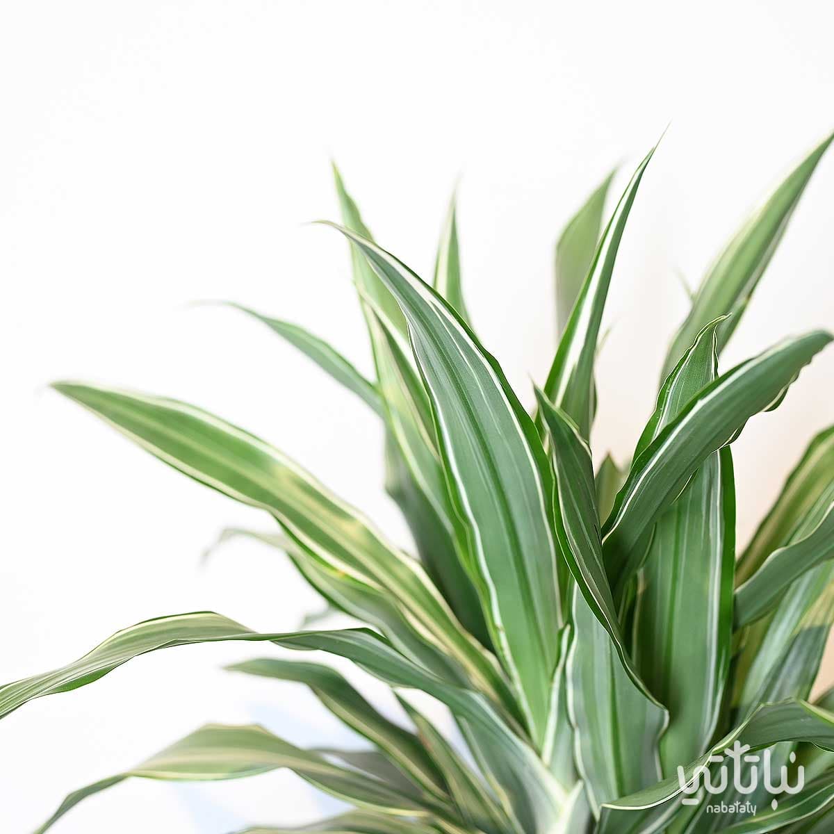 نبتة دراسينا وارنيكي 3 سيقان 130 سم 2