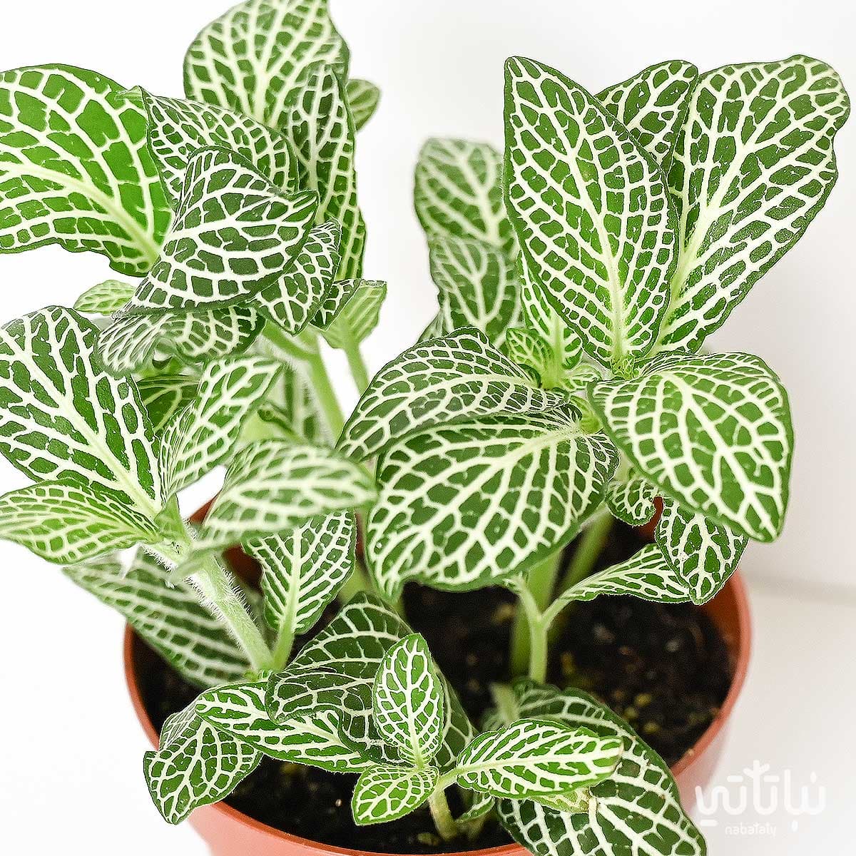 نبتة ميني فيتونيا مبرقشة 2