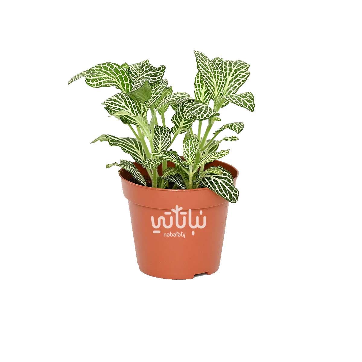 نبتة ميني فيتونيا مبرقشة 1