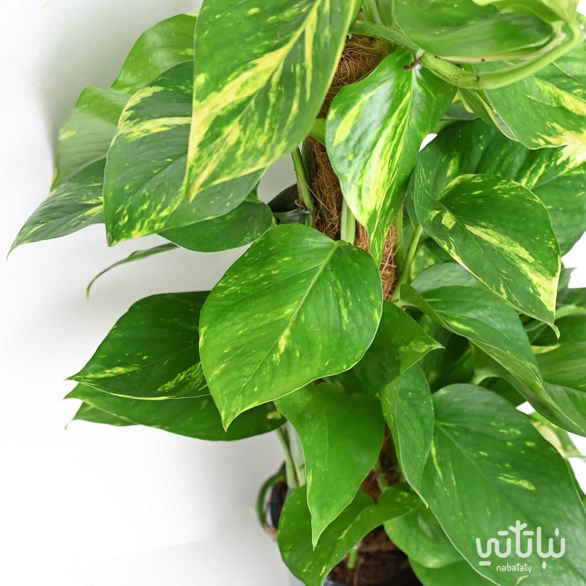 نبتة بوتس متسلقة صغيرة 2