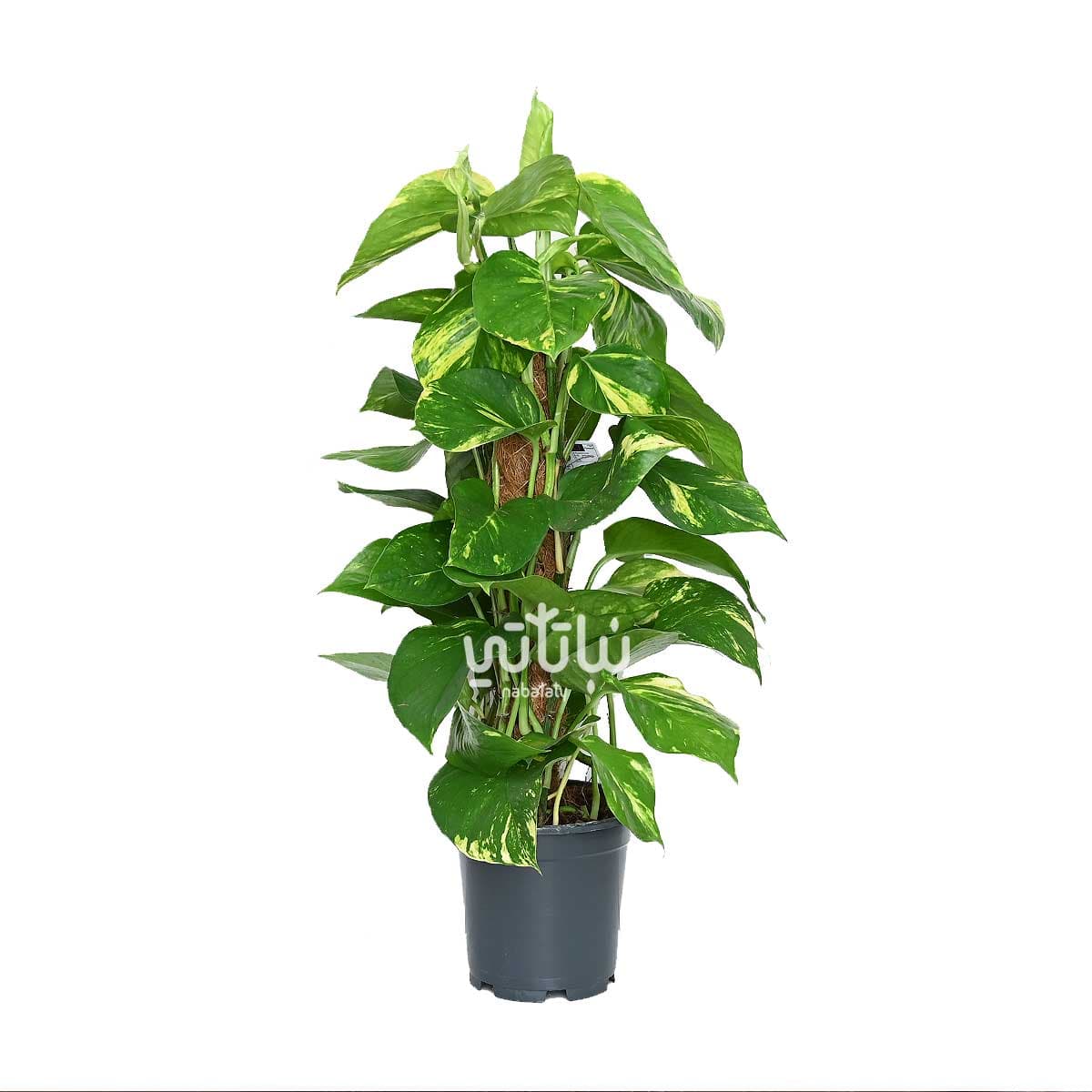 نبتة بوتس متسلقة صغيرة