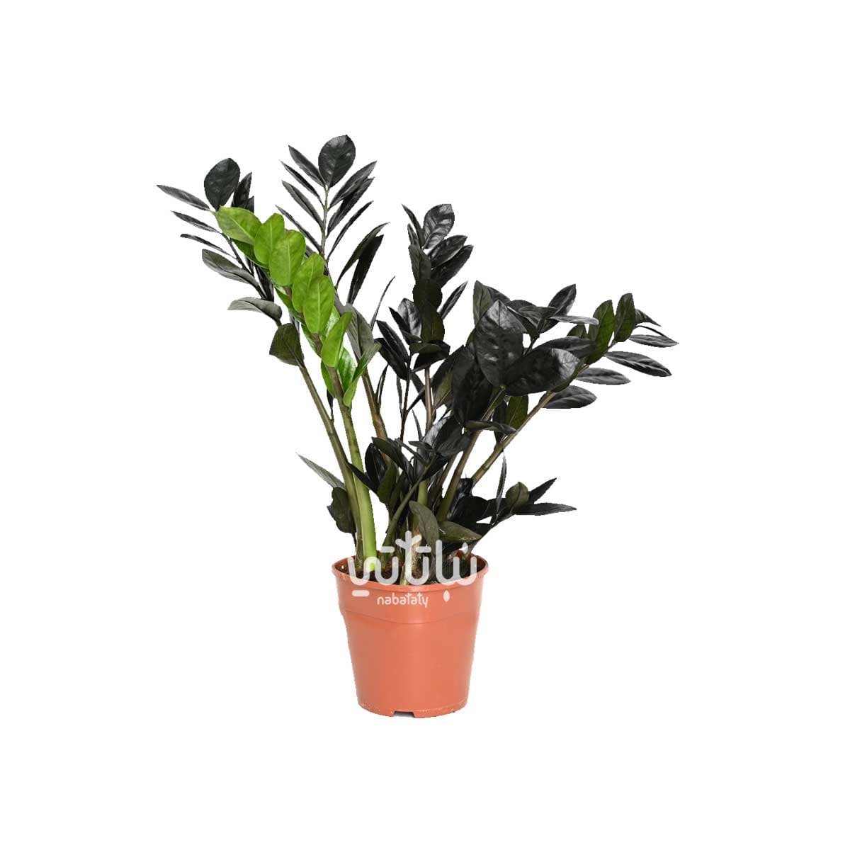 Black Zamia 1