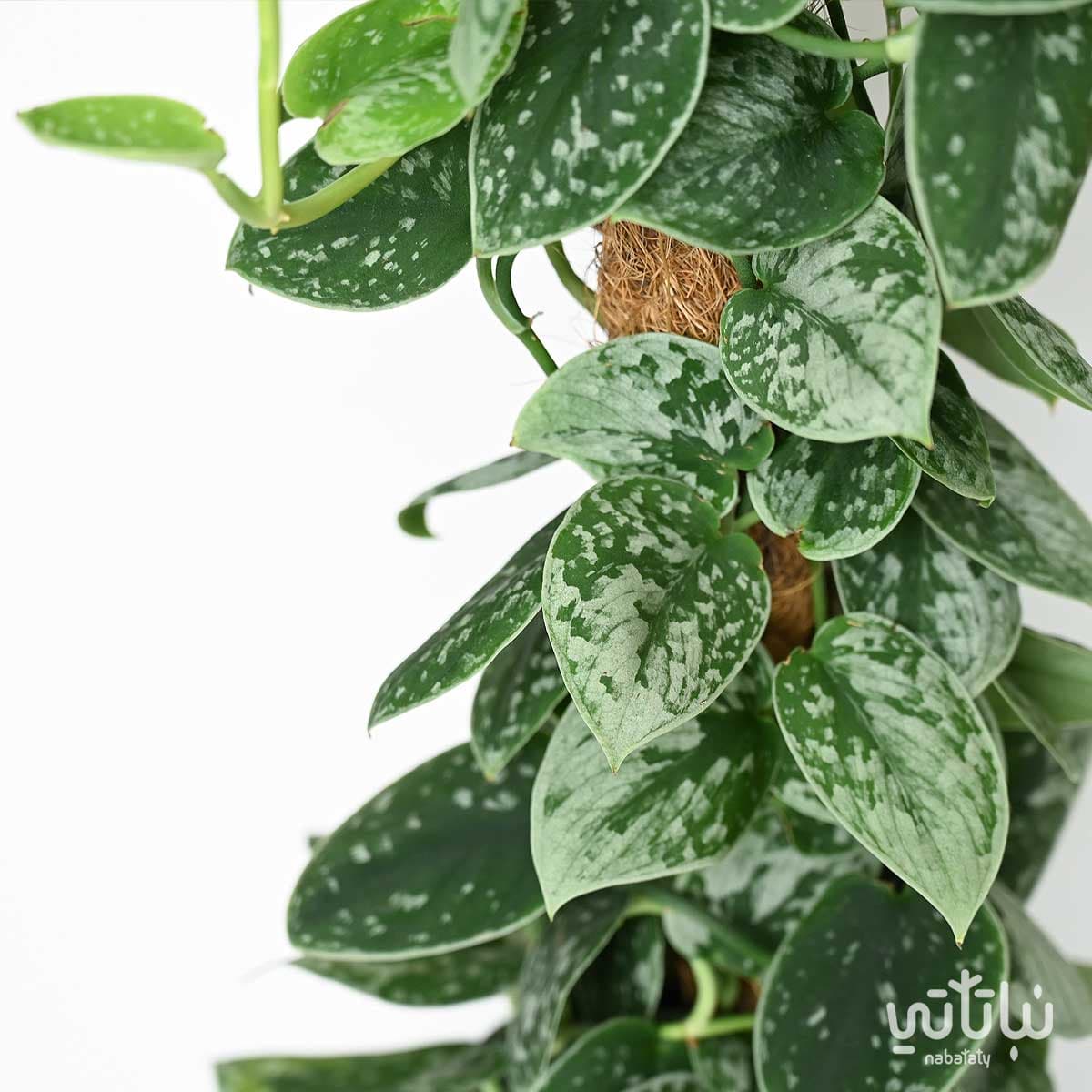 نبتة بوتس بيكتوس متسلقة 2