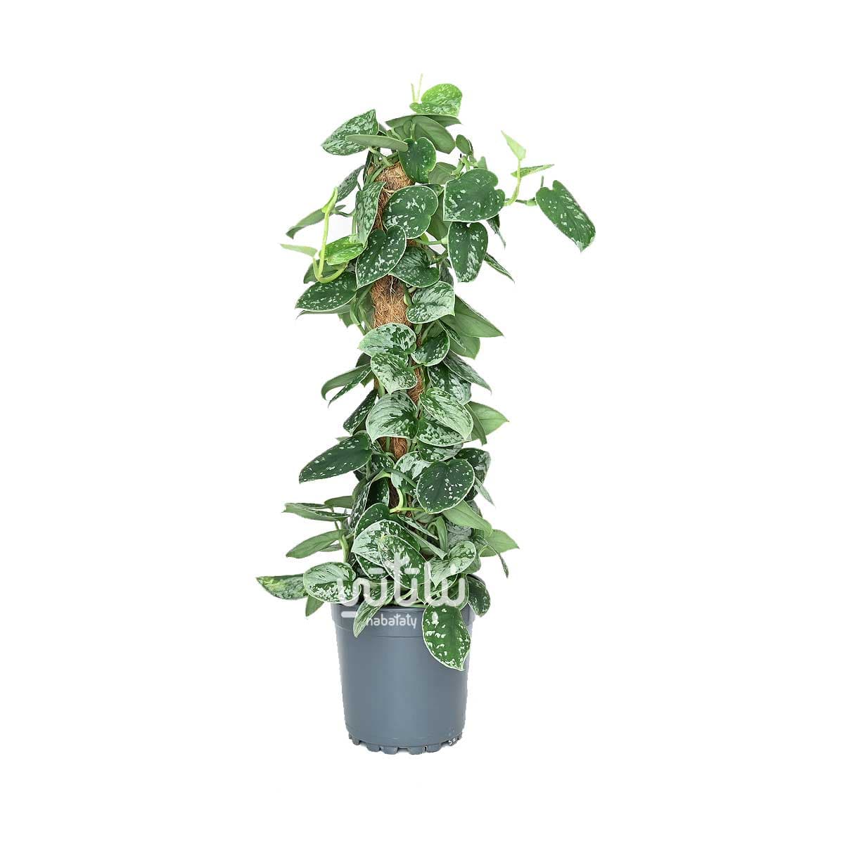 نبتة بوتس بيكتوس متسلقة 1