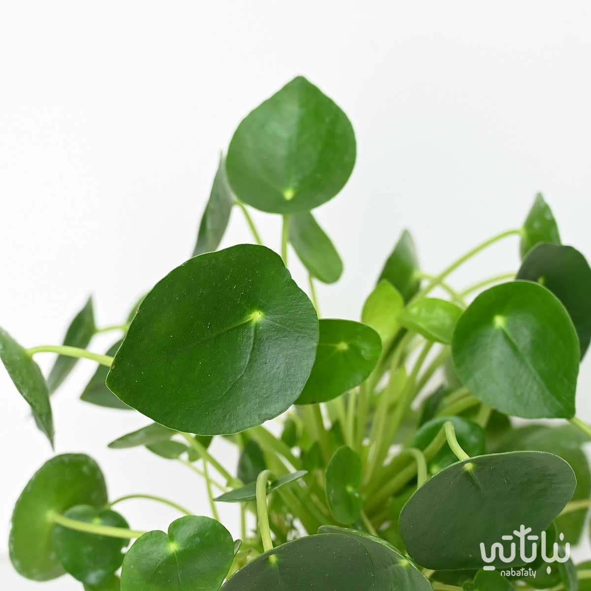 نبتة فيلوديندرون بيداتوم صغيرة 2