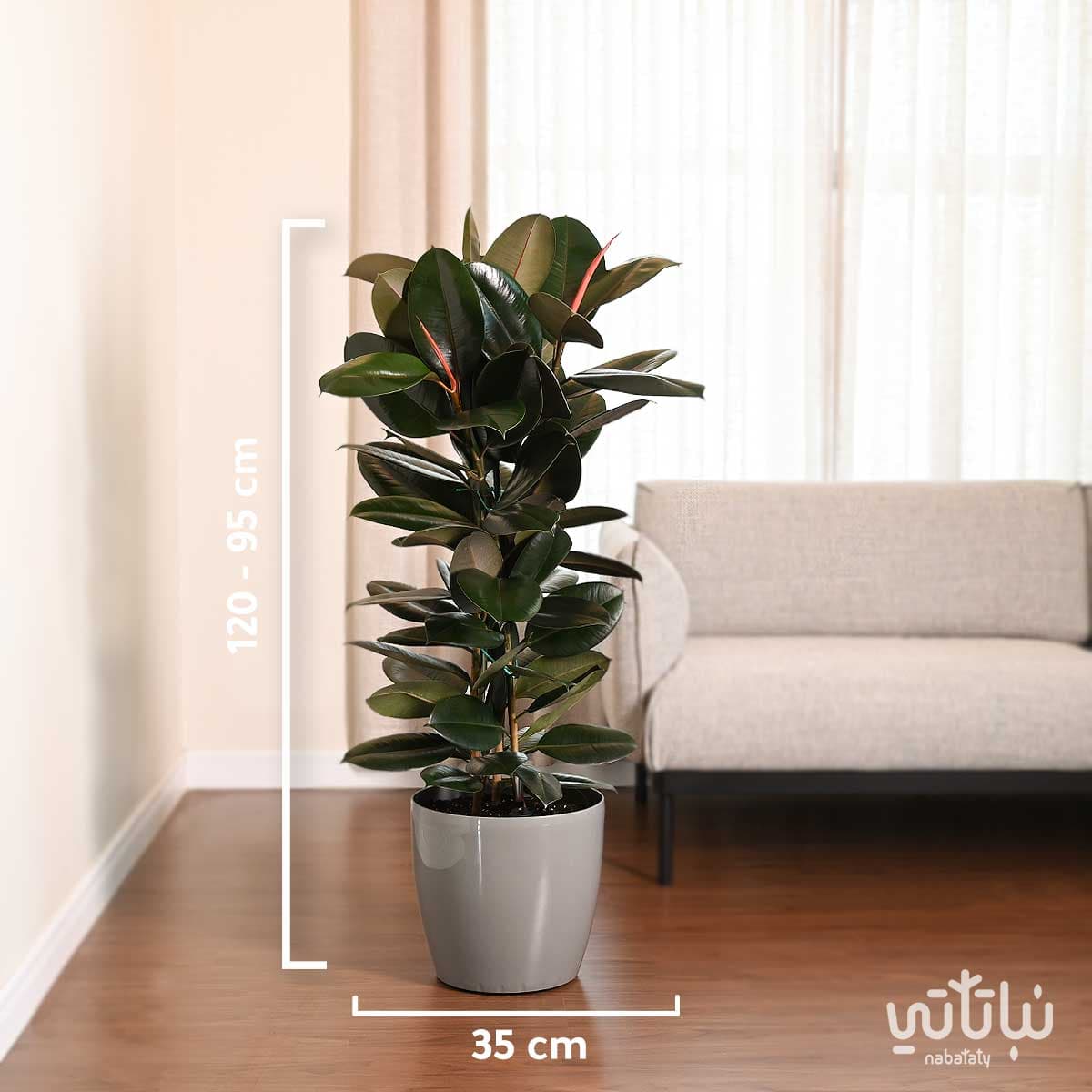 Dark ficus elastica in a light gray self watering pot 2