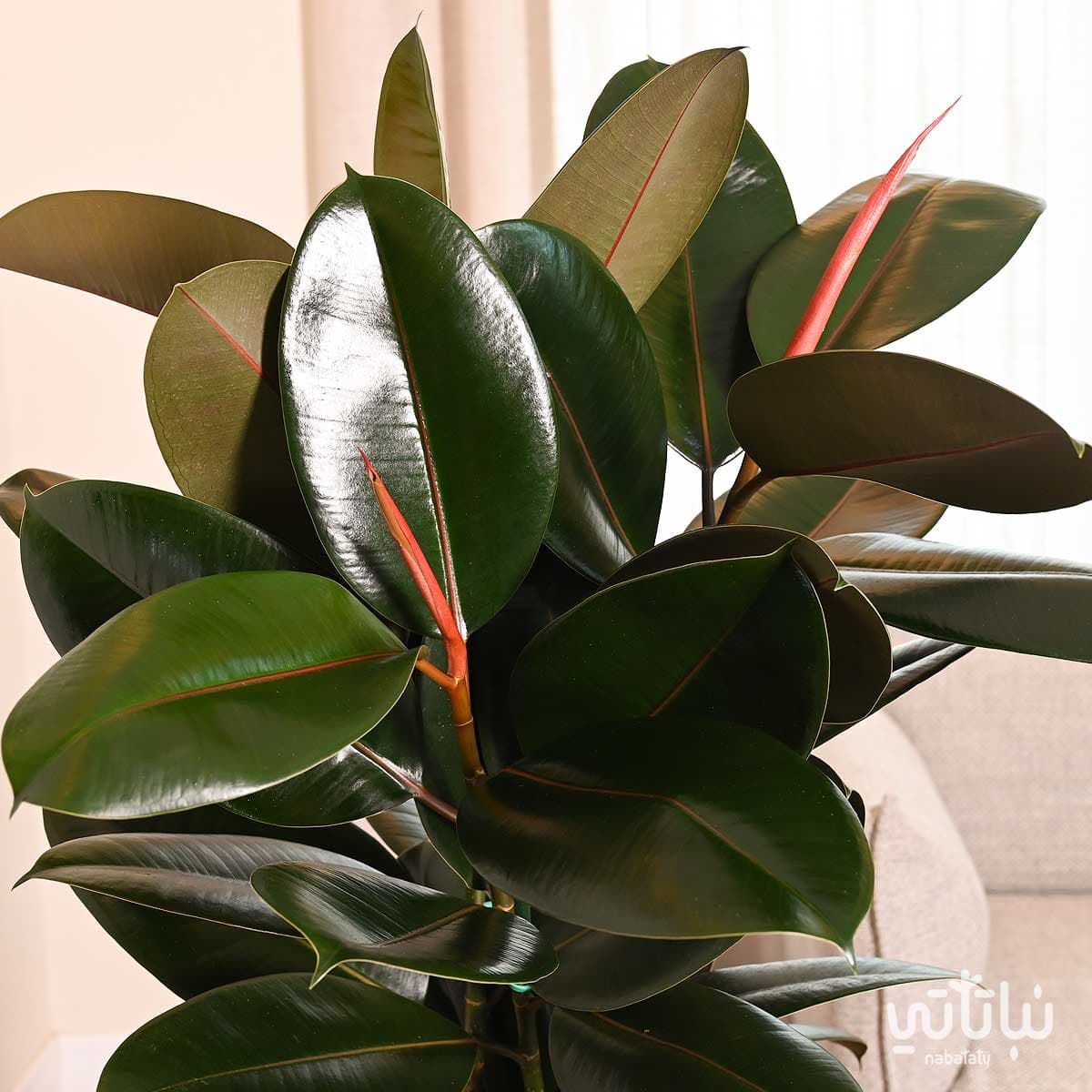 Dark ficus elastica in a light gray self watering pot 3