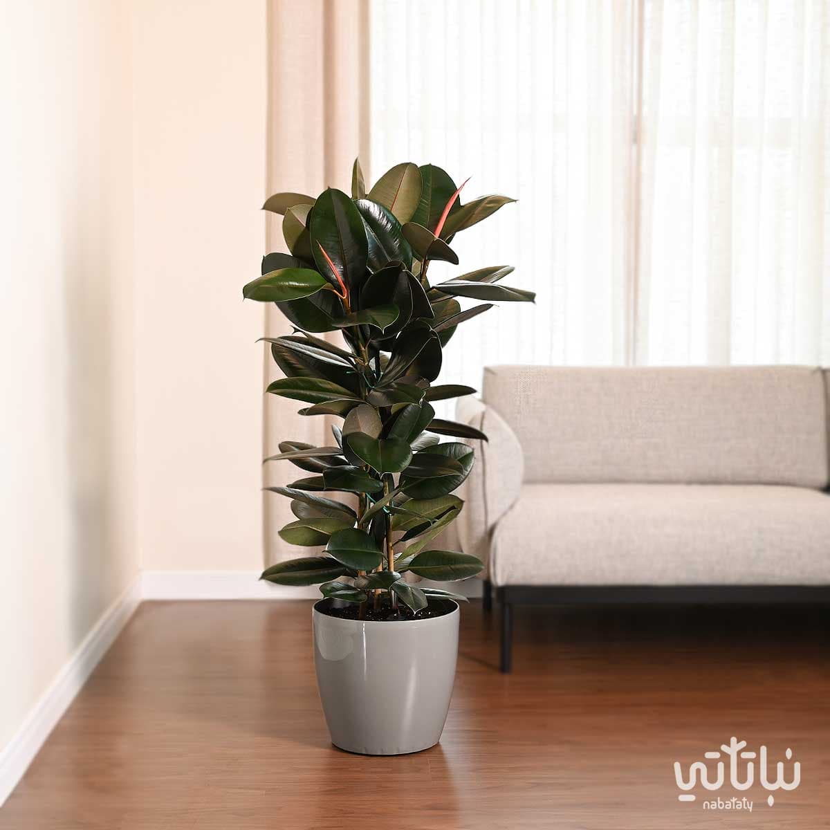 Dark ficus elastica in a light gray self watering pot 1
