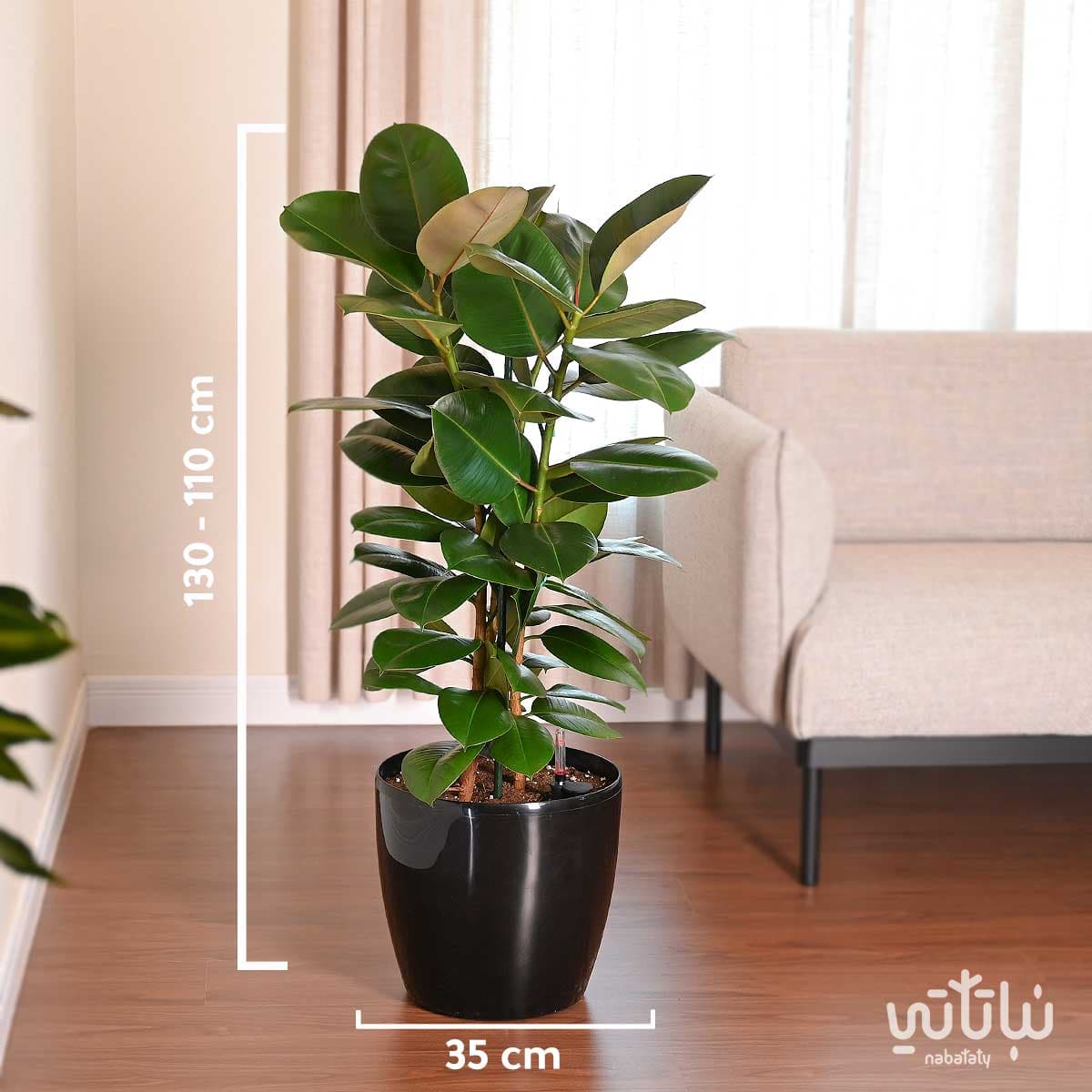 نبتة فيكس مطاط كبيرة في حوض ري ذاتي اسود 2