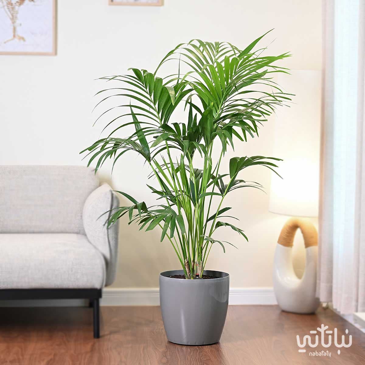 large Kentia plant in a light gray self-watering pot 1