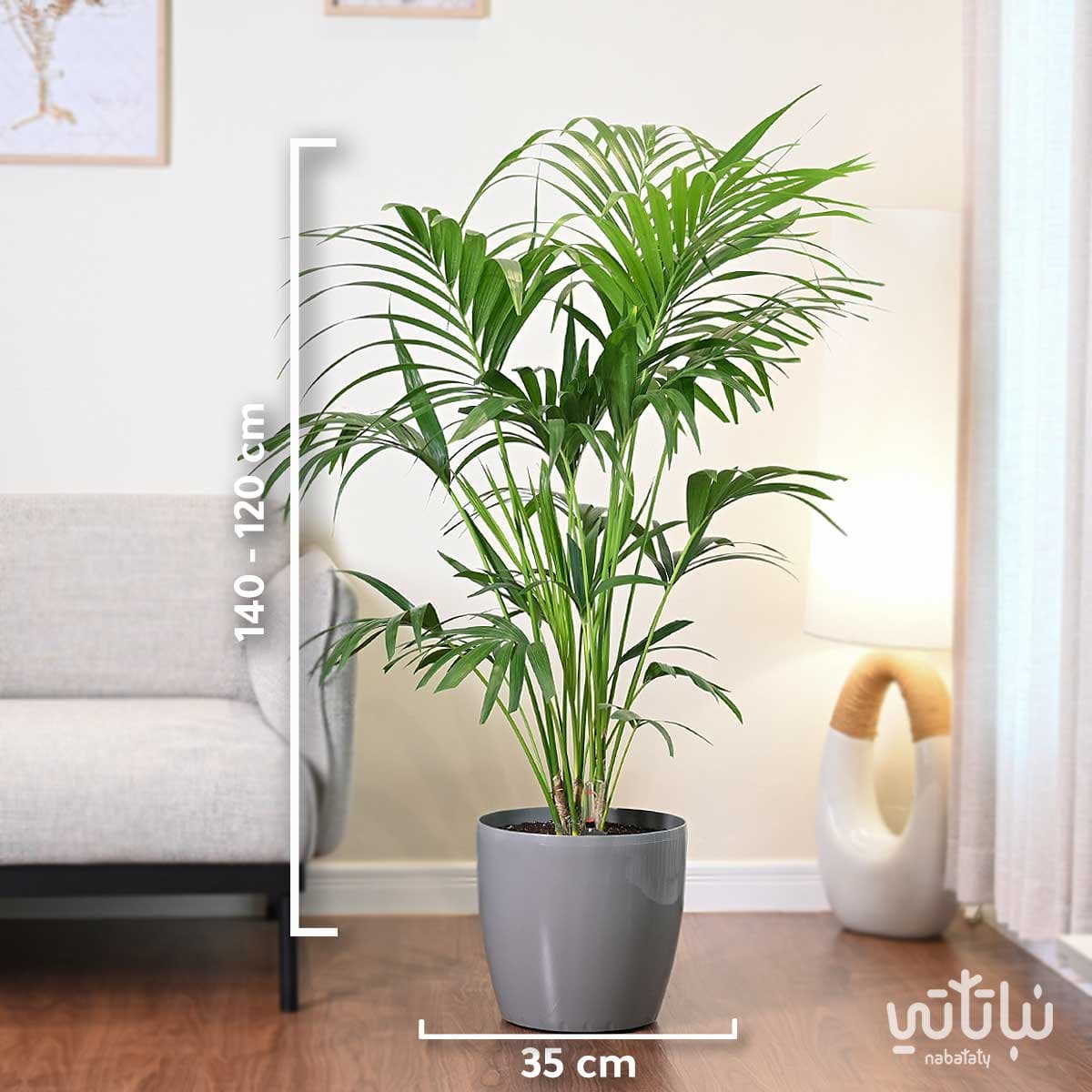 large Kentia plant in a light gray self-watering pot 2