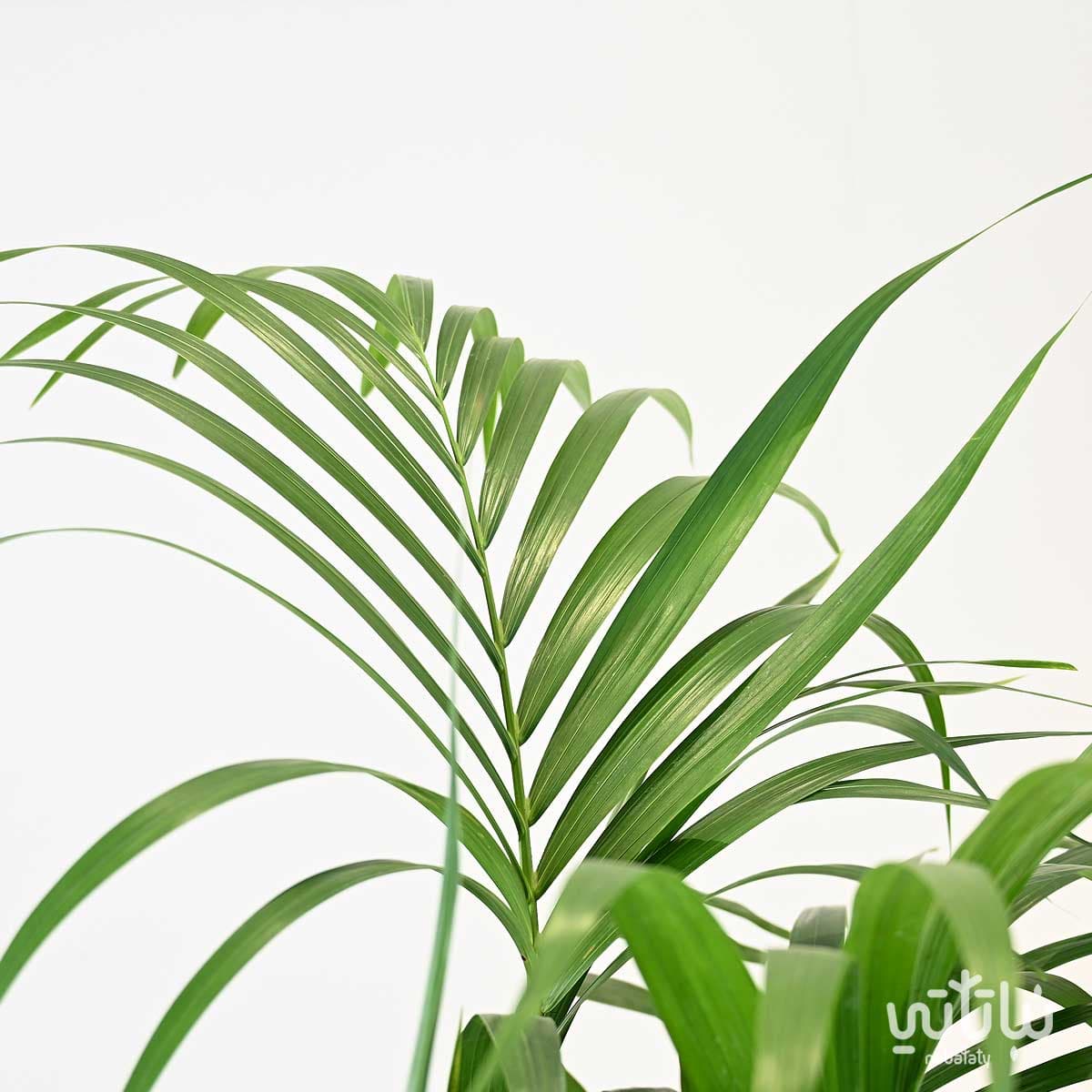 large Kentia plant in a light gray self-watering pot 4