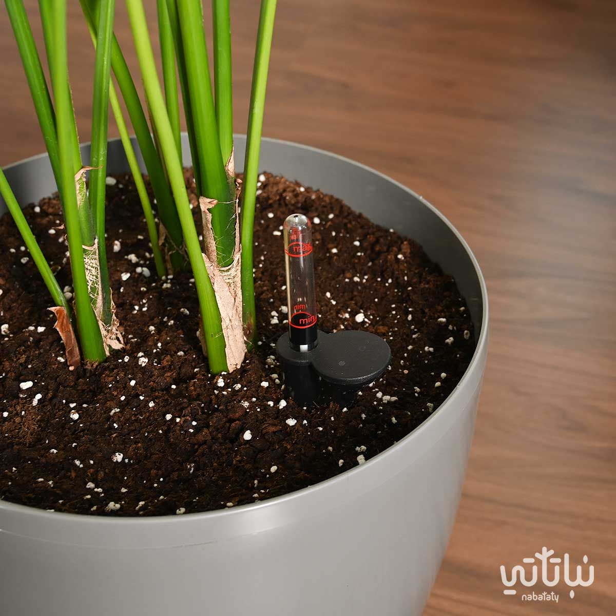 نبتة الكينتيا كبيرة في حوض ري ذاتي رمادي فاتح 3