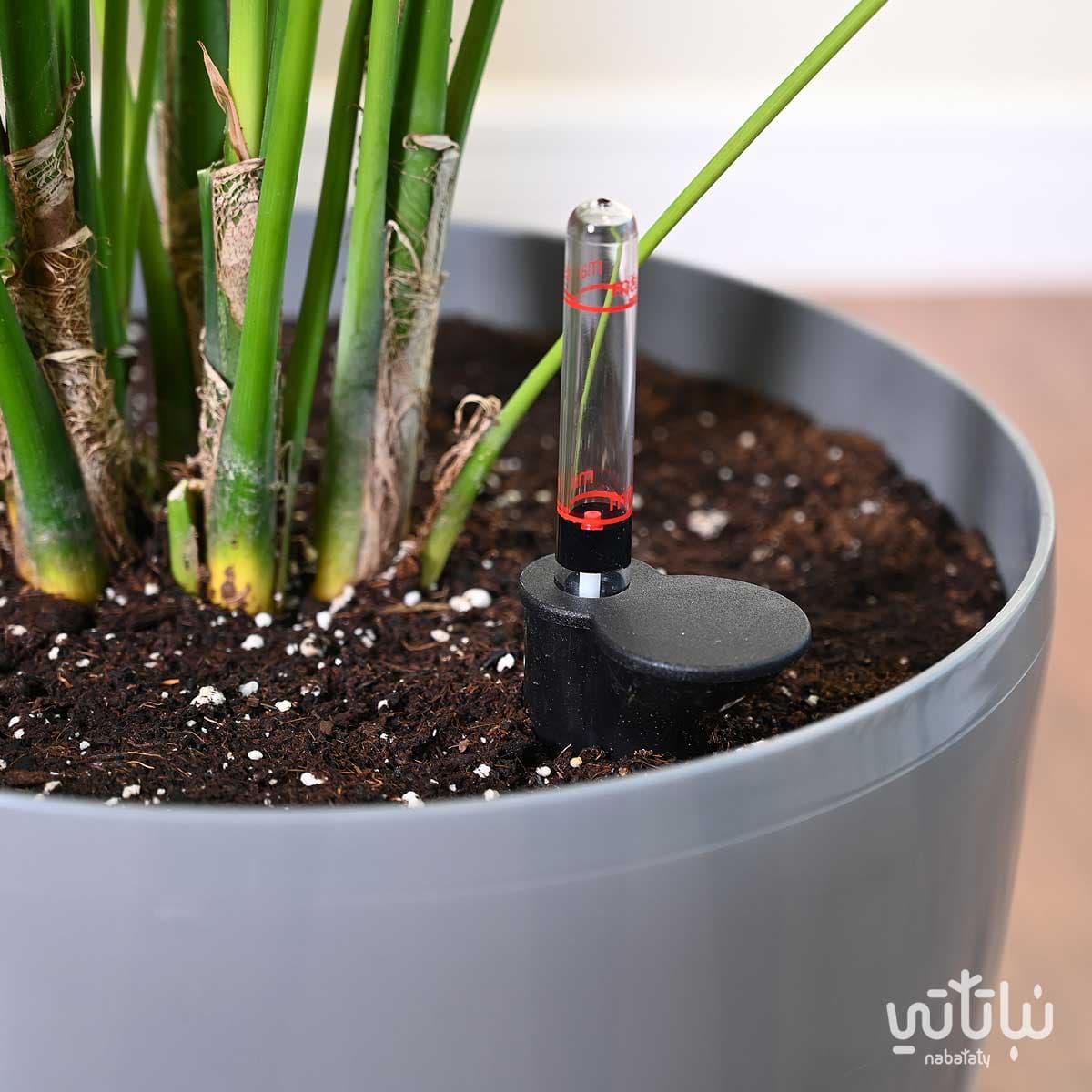 large Kentia plant in a light gray self-watering pot 3