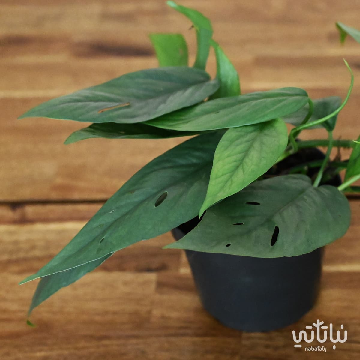 epipremnum pinnatum cebu blue plant 2