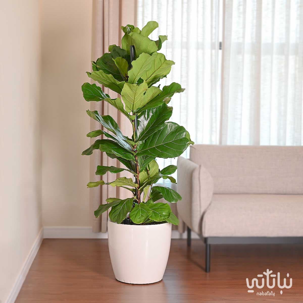 Large Ficus Lyrata in a white self-watering pot