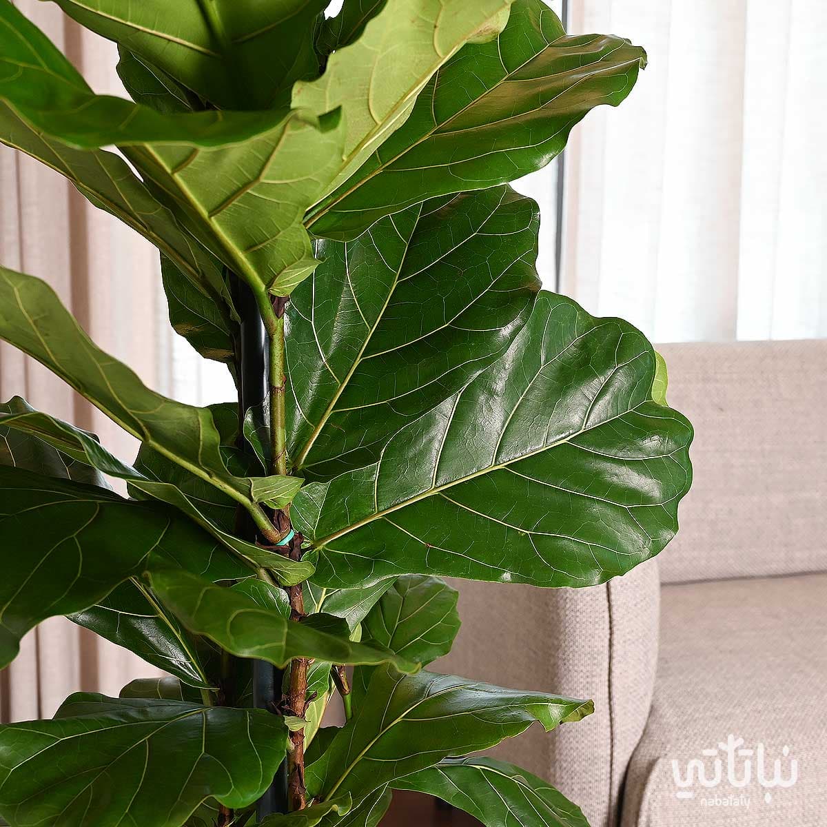 نبتة فيكس ليراتا كبيرة في حوض ري ذاتي ابيض 4