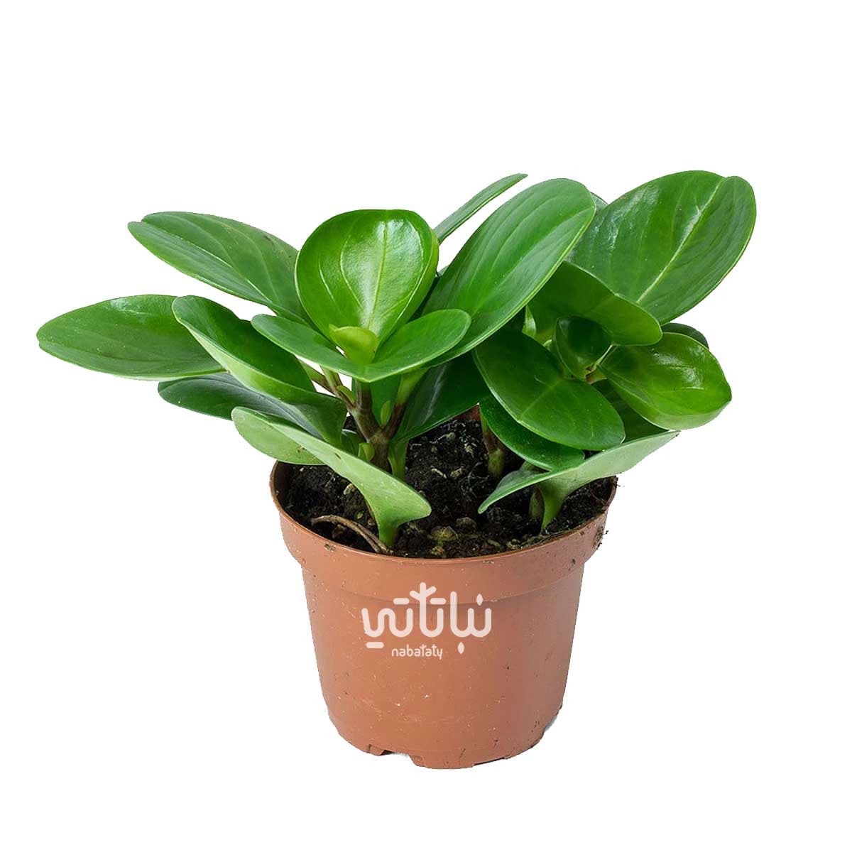Green peperomia plant