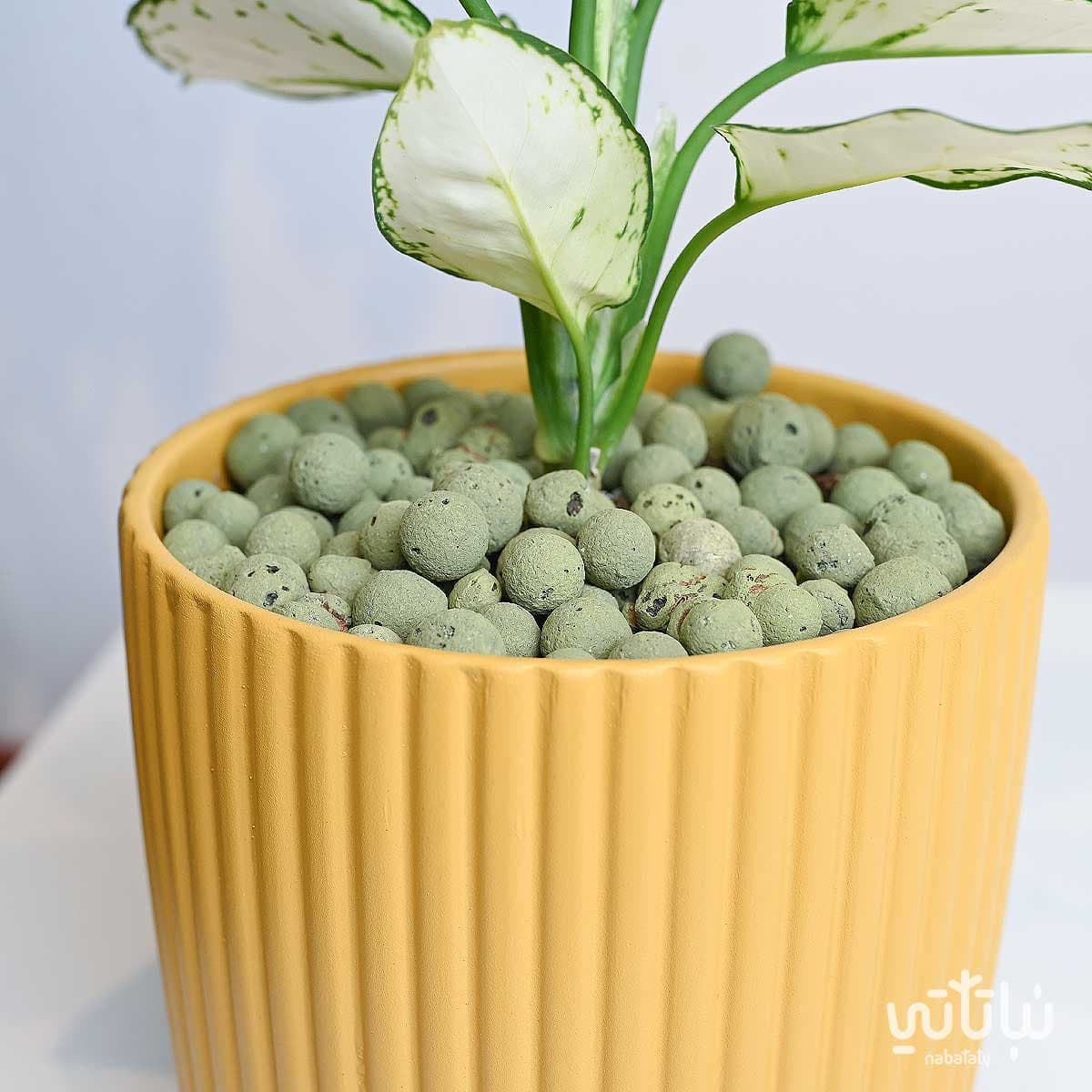 حجر الطين ليكا اخضر 5 لتر 2